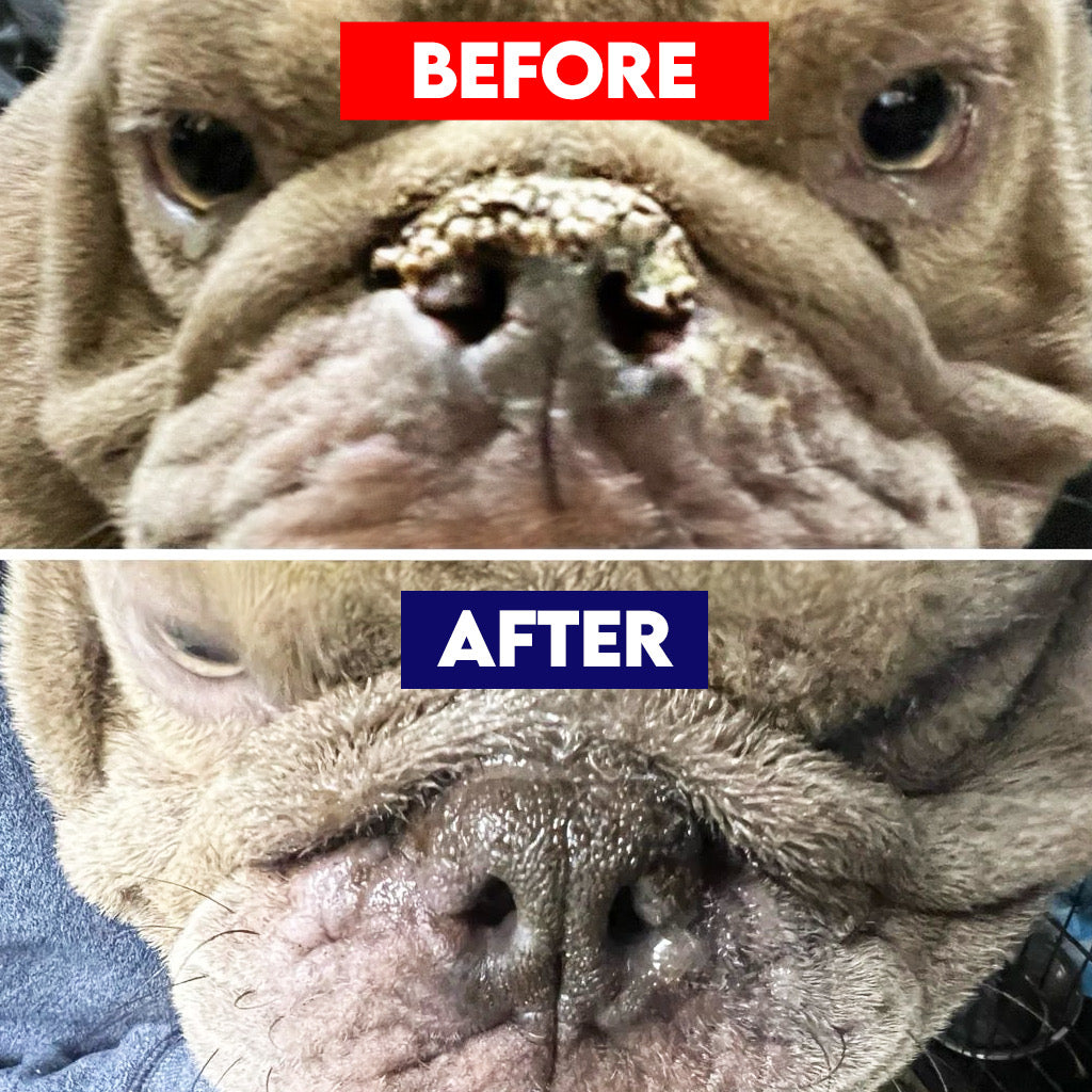 Pet nose Repair Balm- 1 oz