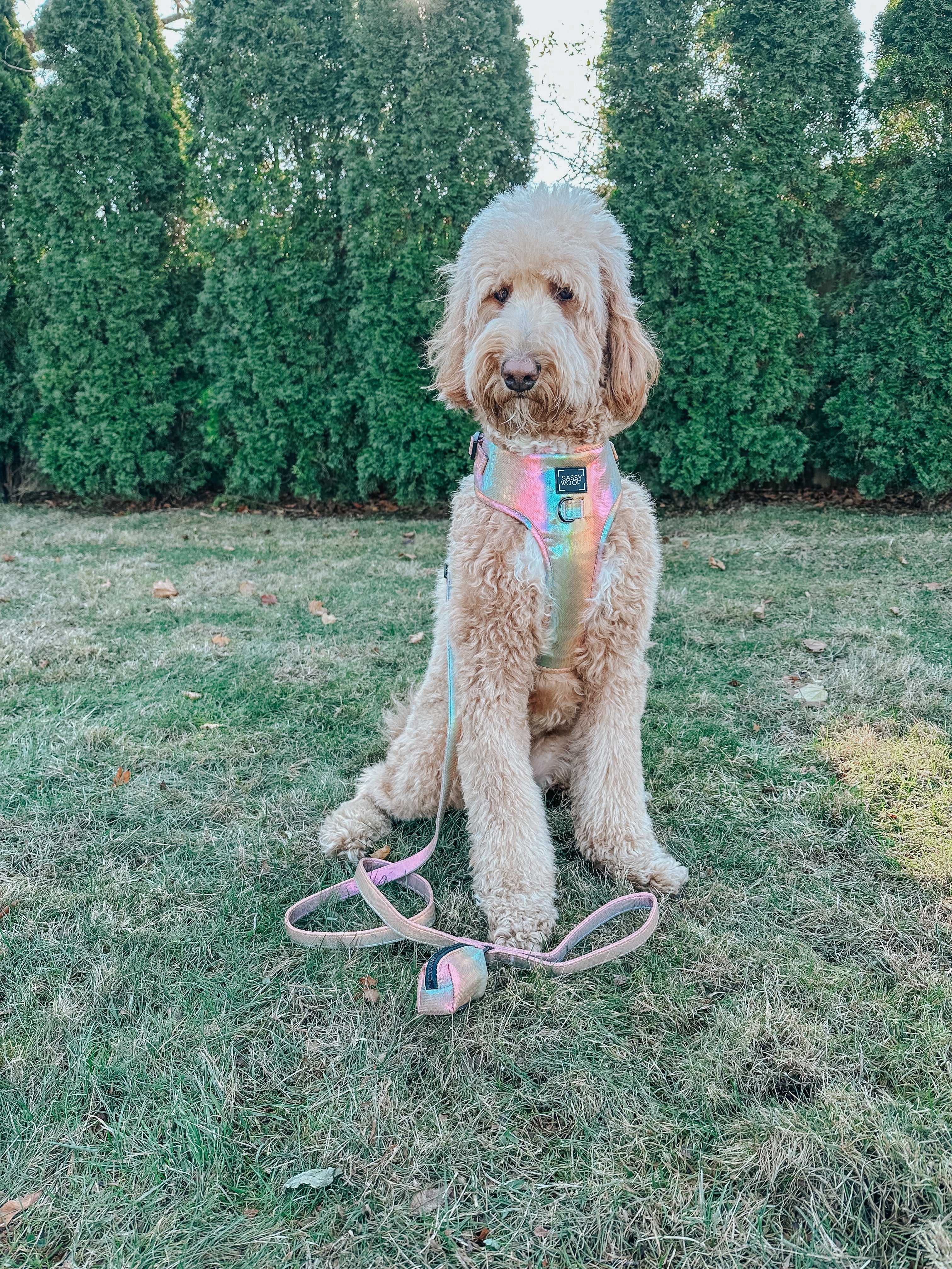 Dog Leash - The Night Life