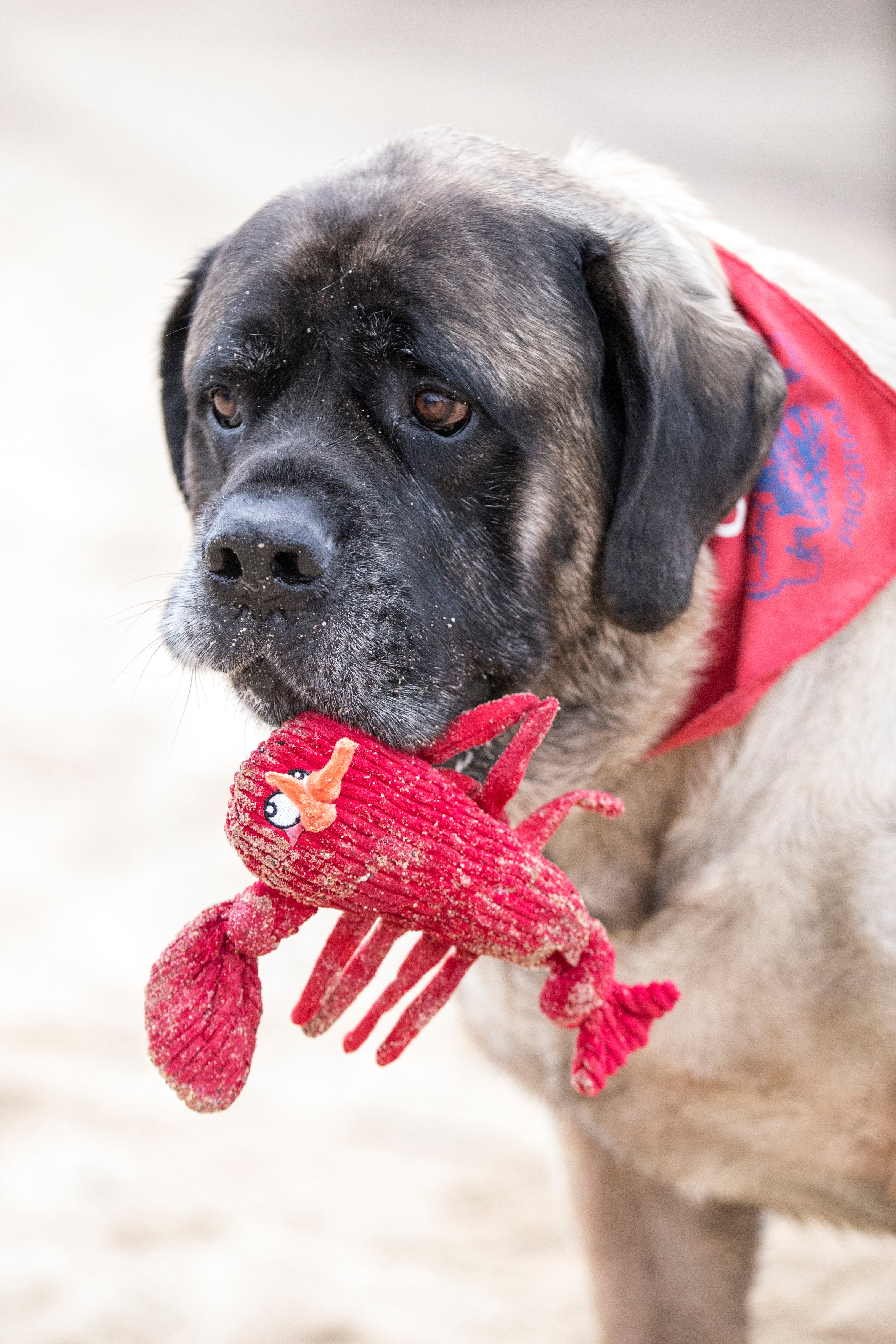 McCraken Lobsta™ Knottie® Plush Dog Toy