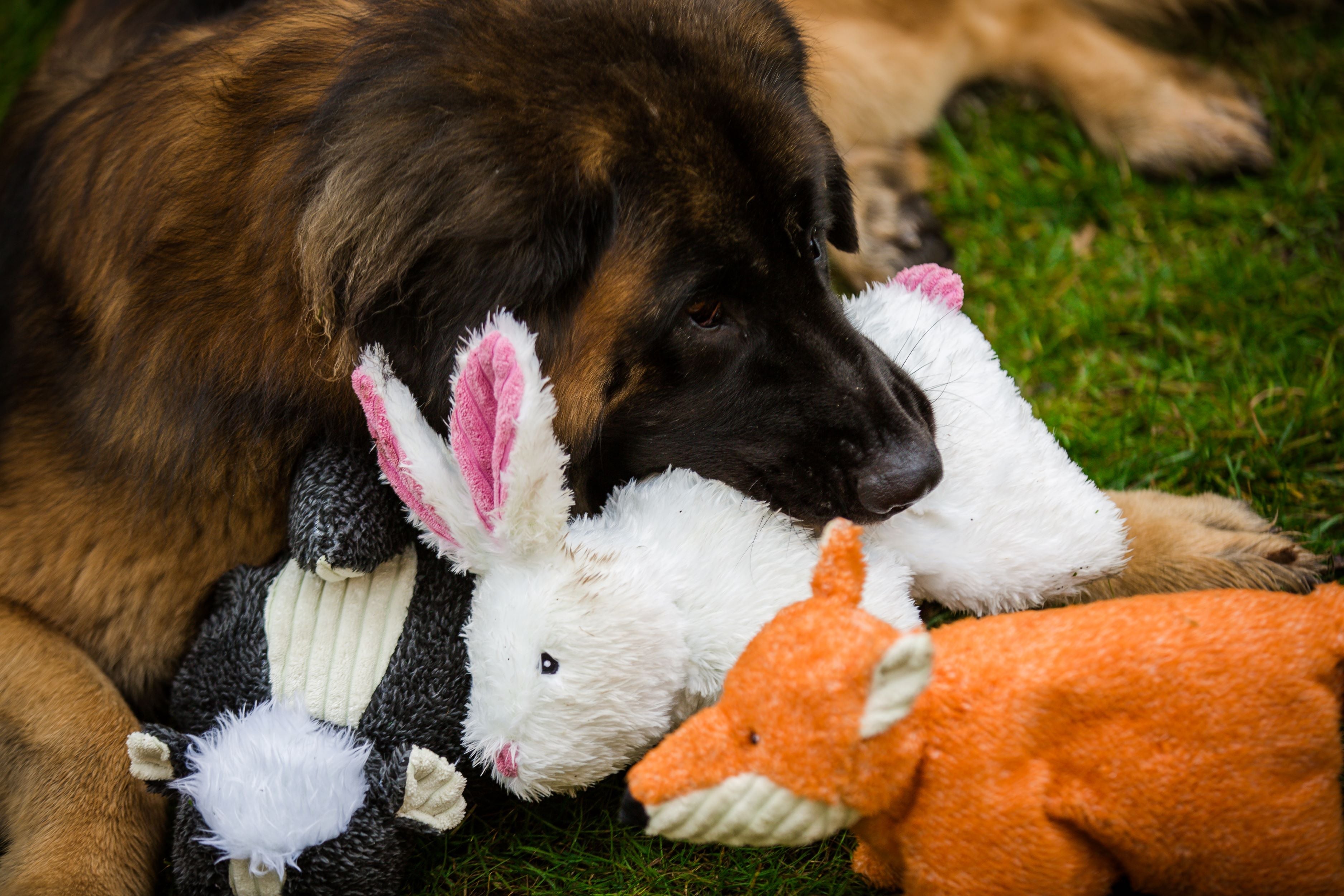 Squooshie™ Bunny Plush Dog Toy