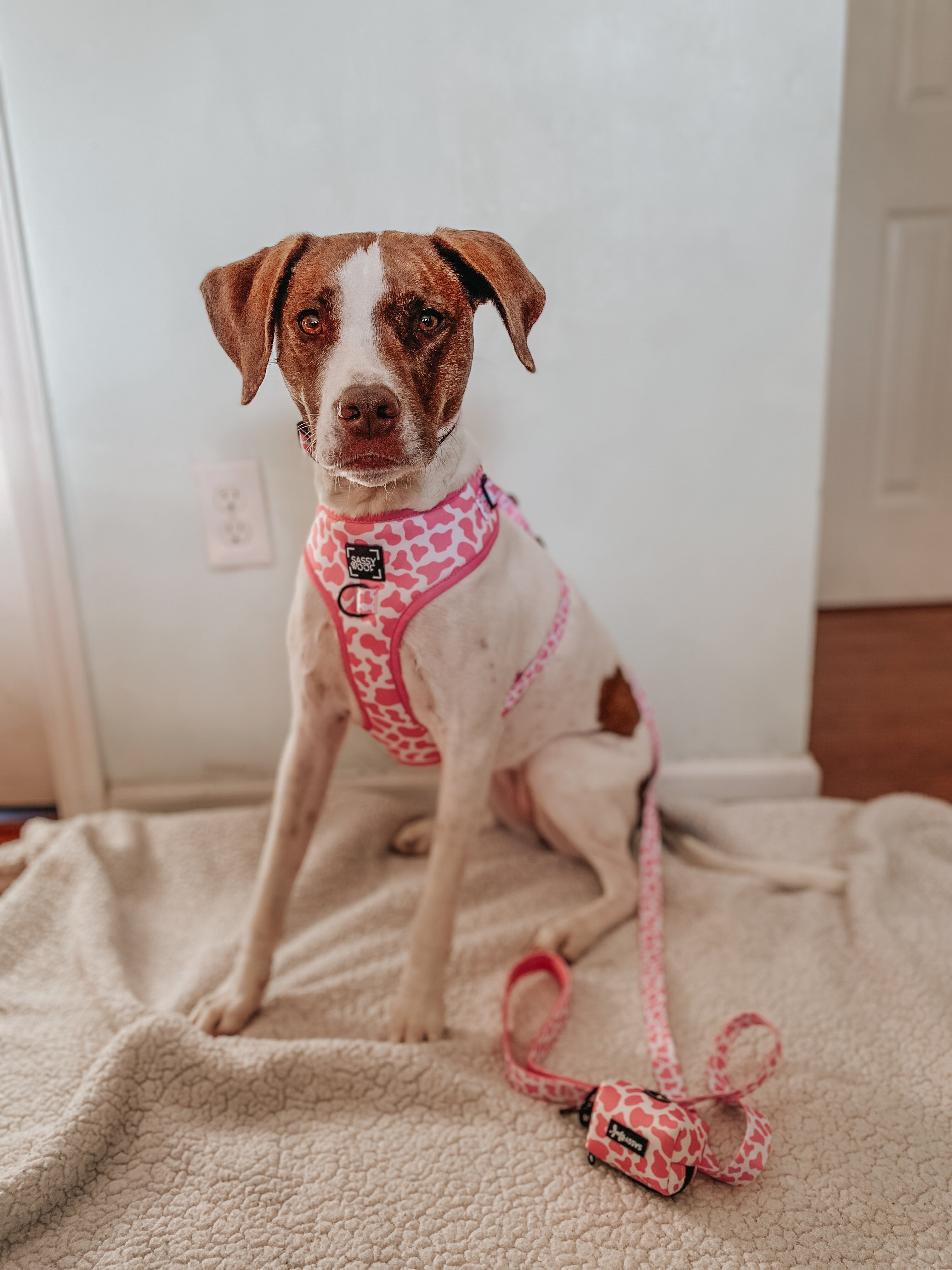 Dog Leash - Strawberry Milk