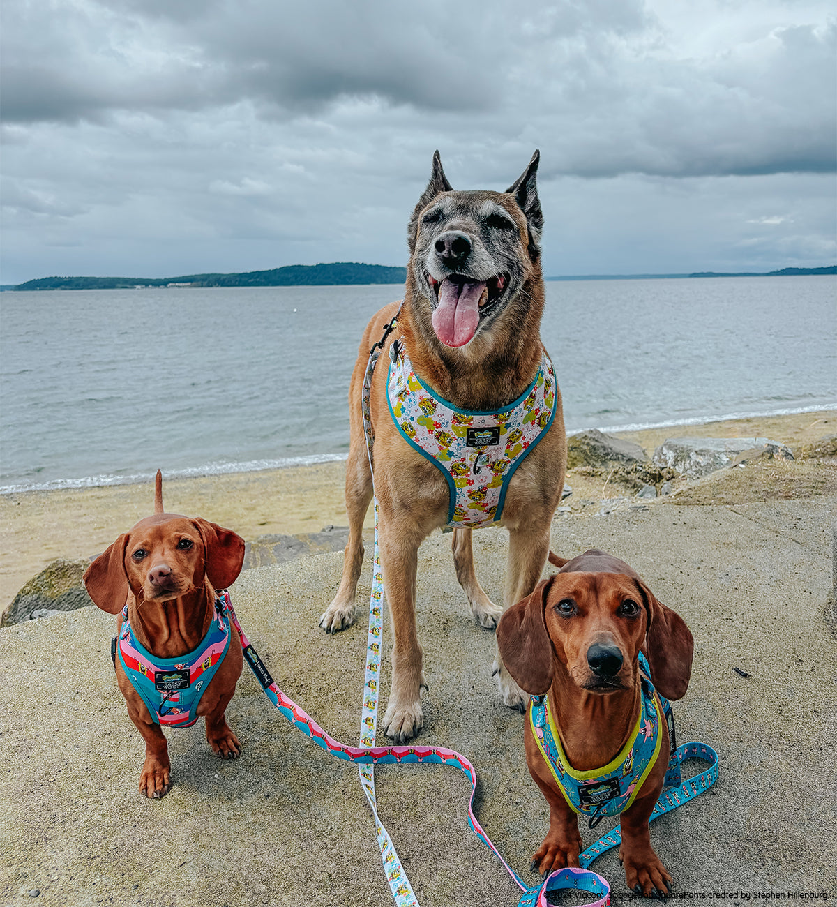 Dog Leash - SpongeBob SquarePants™ and Friends