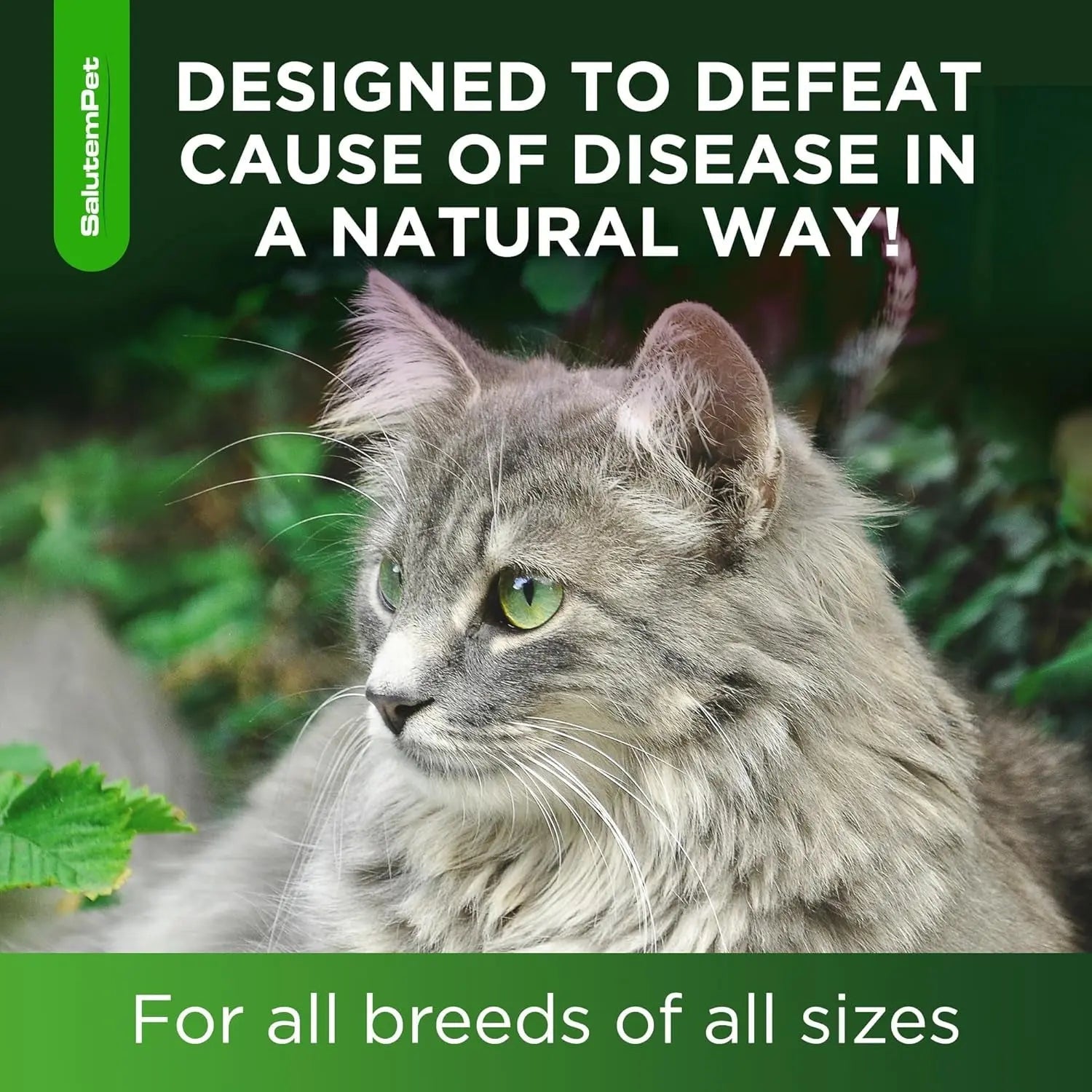 Natural Immune Support Drops for Cats, Chicken Flavor Liquid Supplement 2oz