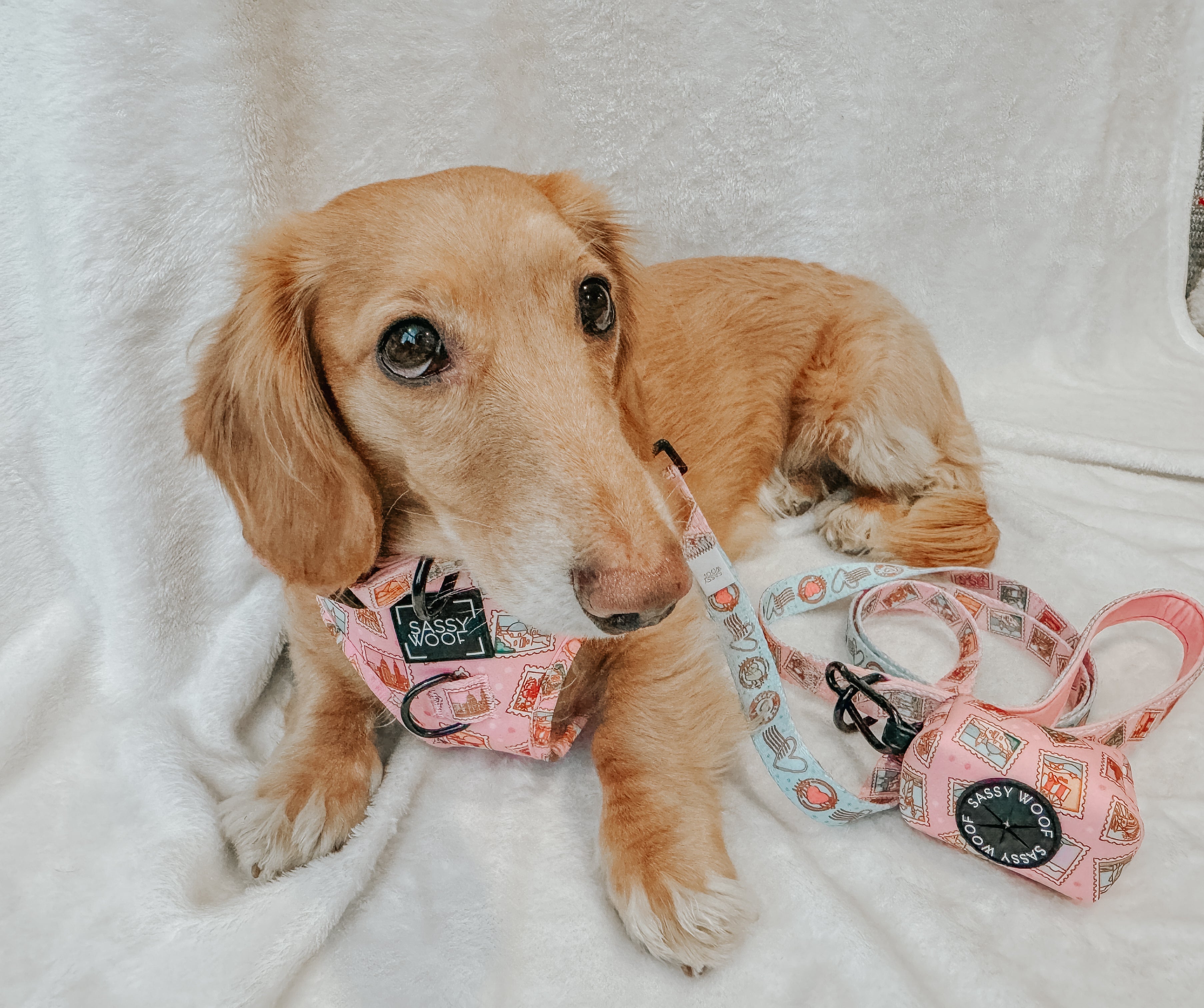 Dog Leash - Out of Office