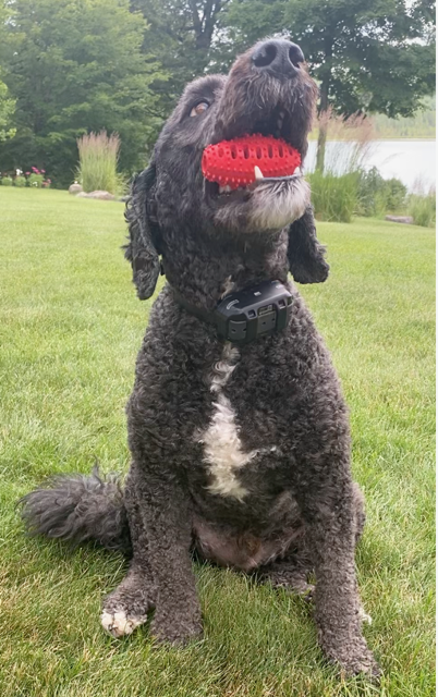 Natural Rubber Football Oral Care Toy <20 Lbs