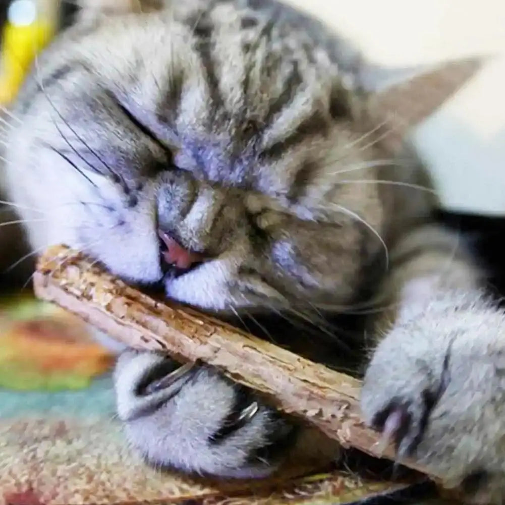 Natural Matatabi Cat Catnip Toy Kitten Molar Chew Stick Pet Cleaning Teeth Cat Treat Toy Actinidia Silvervine Pet Products
