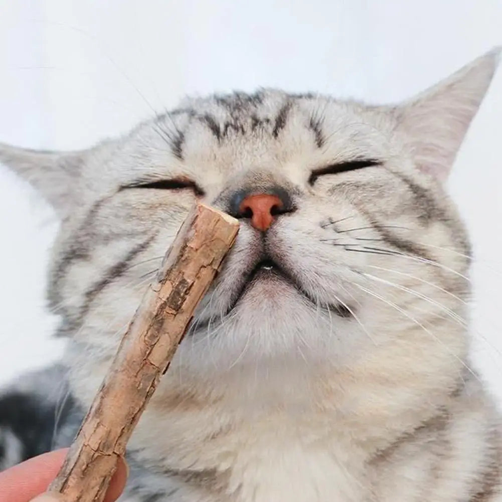 Natural Matatabi Cat Catnip Toy Kitten Molar Chew Stick Pet Cleaning Teeth Cat Treat Toy Actinidia Silvervine Pet Products
