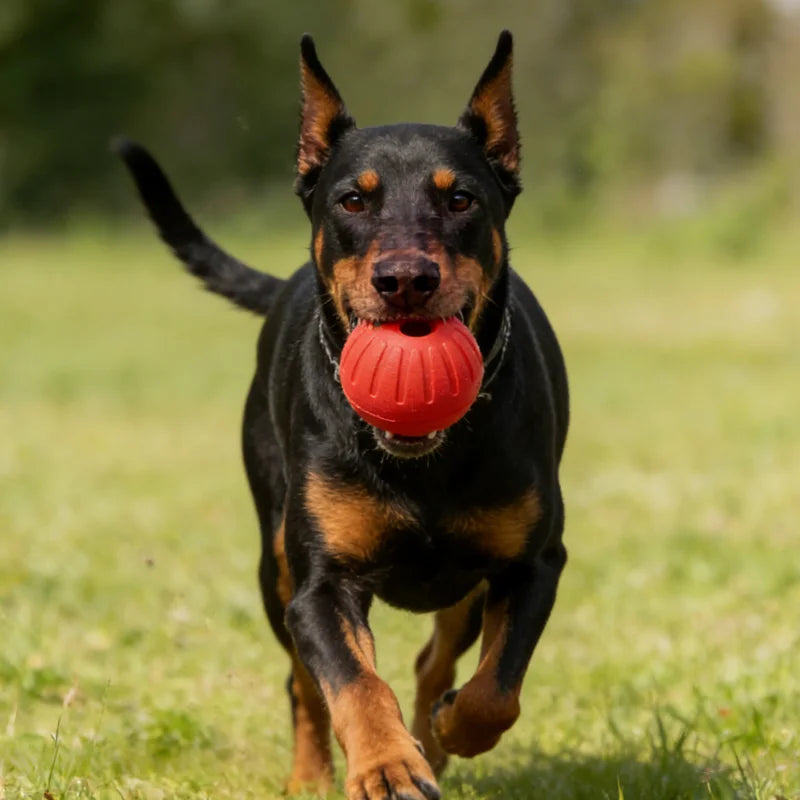 11pcs EVA Colorful Hollow Training Ball Dog Play Puppy Toy Indestructible Pet Supplie Tooth Chew Safe Large Dog Tough Water Toys