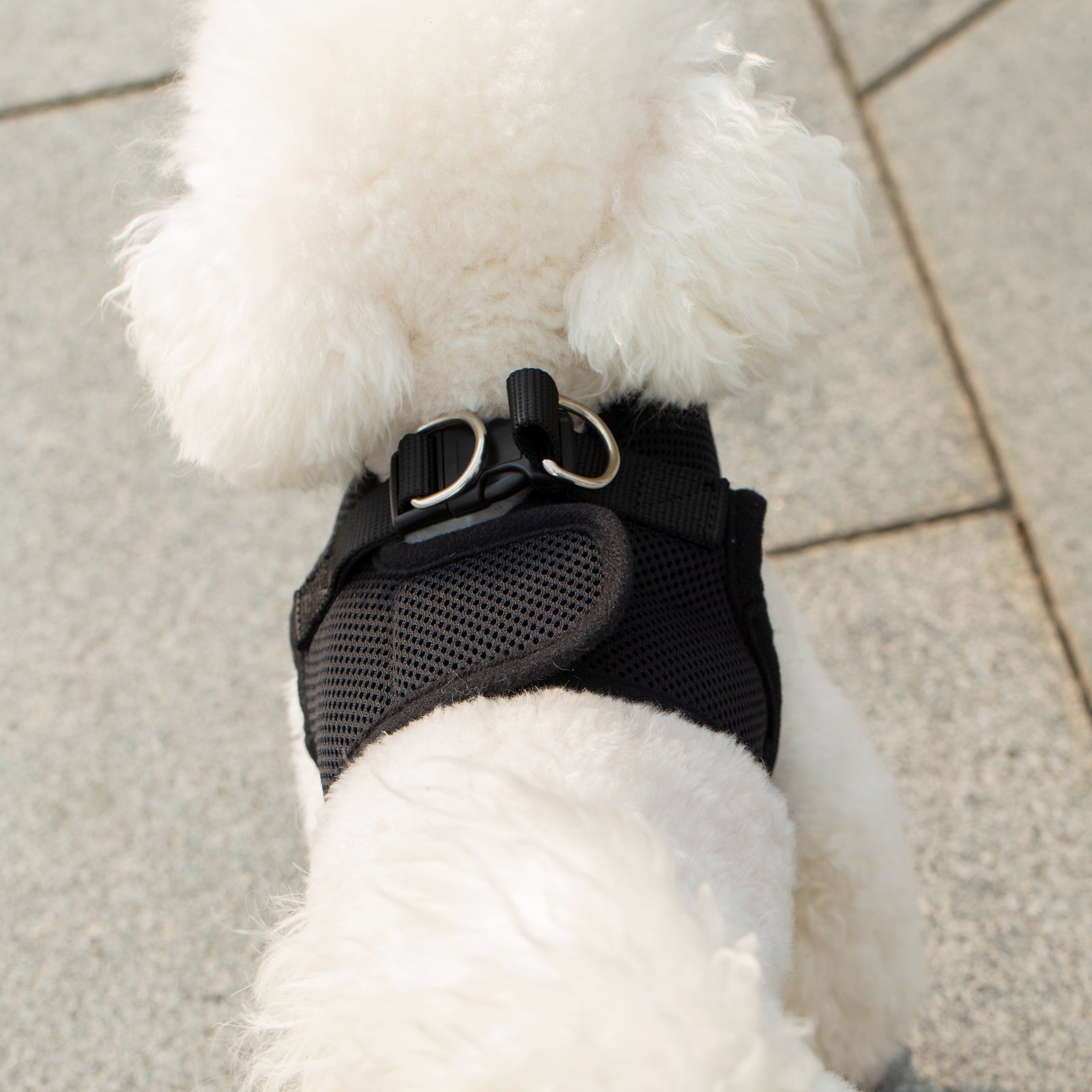 Mr. Peanut's PupTrek Soft Mesh Pet Harness with Matching Leash – Adjustable, Breathable, Choke-Free