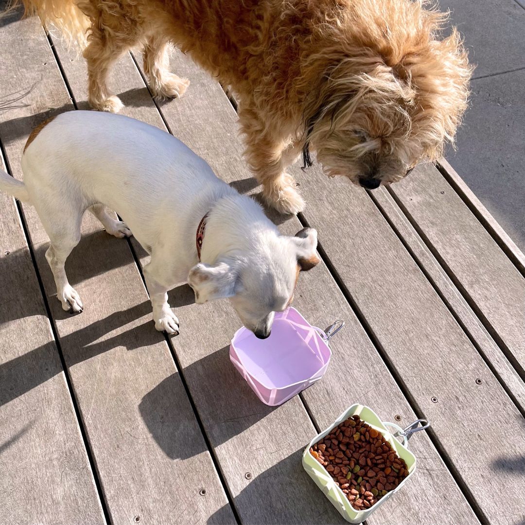 Tilley + Me Compact Foldable Pet Food & Water Bowl – Ideal for Travel