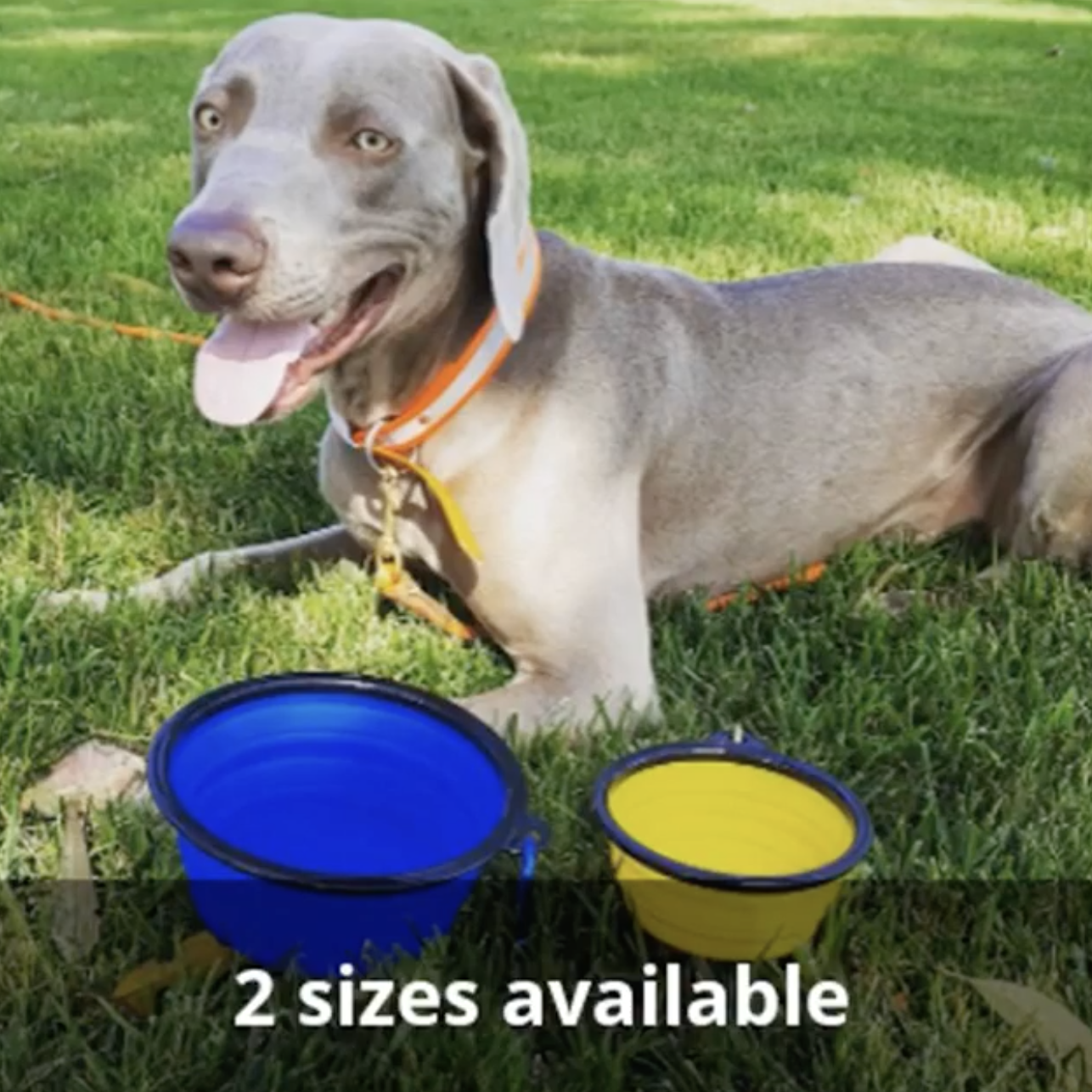 2 Pak XL 34oz Collapsible Travel Bowls for Larger Pets