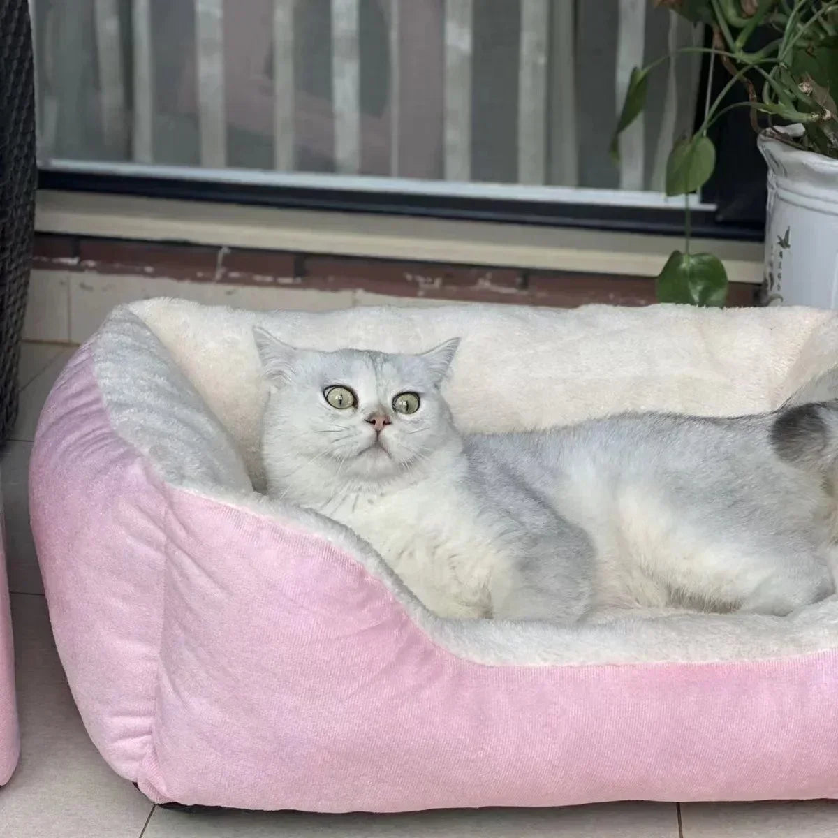 Bed For Cat Pet Products Cushions Kitten Good Comfortable Dog House Supplies Things Accessory Basket Warm House Beds For Winter