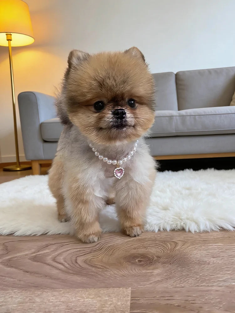 Lovely Heart Pendant Faux Pearl Pet Necklace Stylish Cat Dog Collar Jewelry Cute Pet Neck Decor Fashion Pet Accessories Wearing