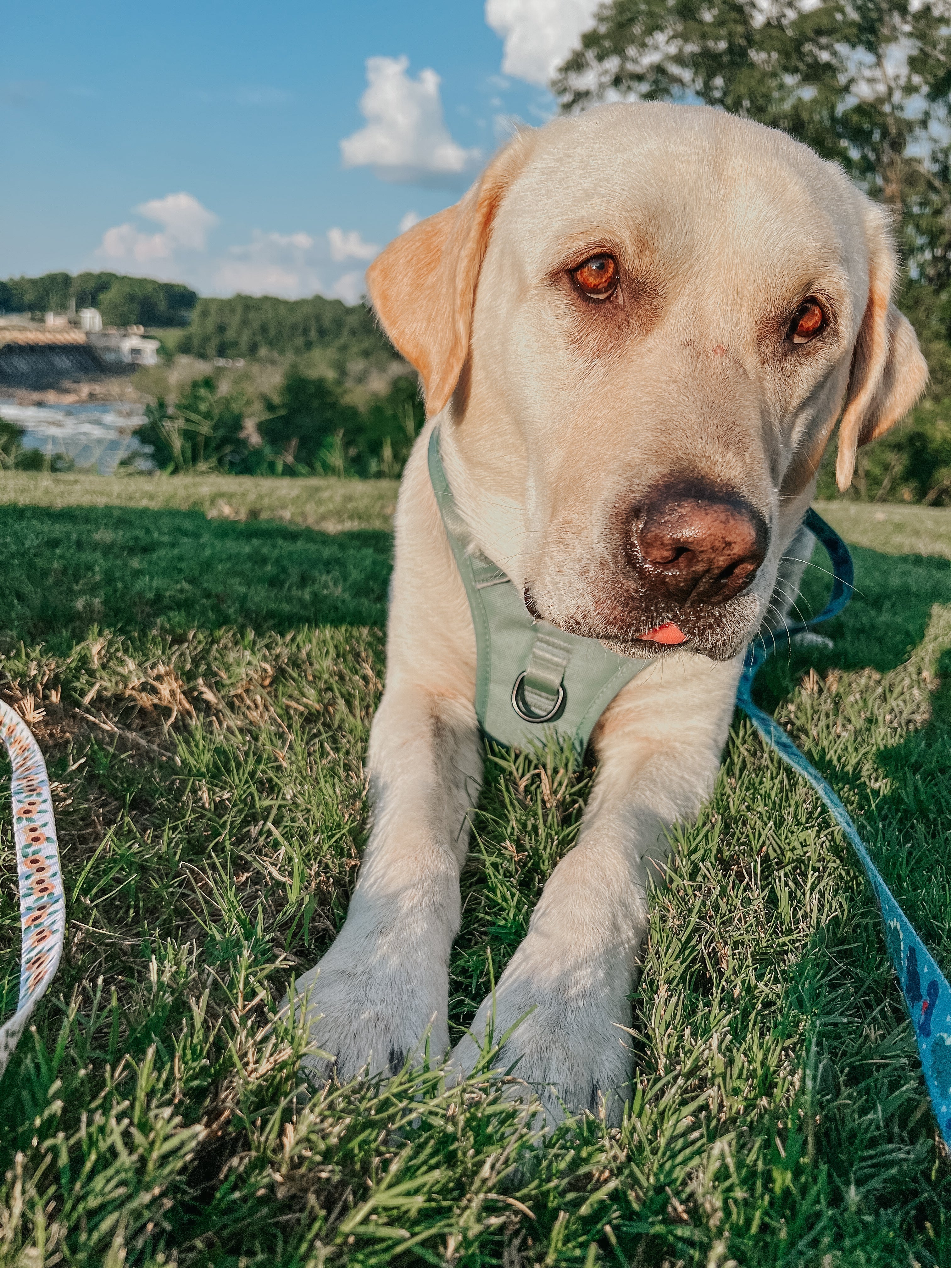 Dog Leash - Sage