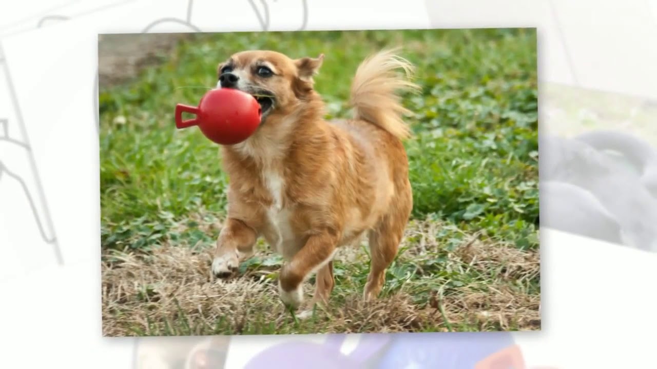Tug-n-Toss Dog Toy - Treat Dispensing