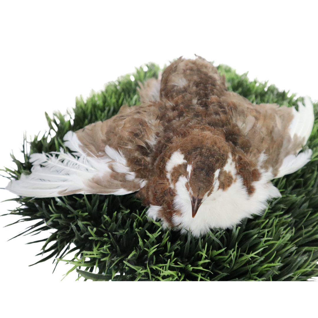 Celadon Coturnix Hatching Eggs