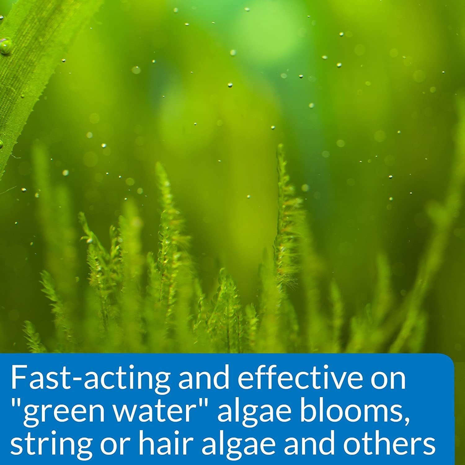 API AlgaeFix Controls Algae Growth for Freshwater Aquariums