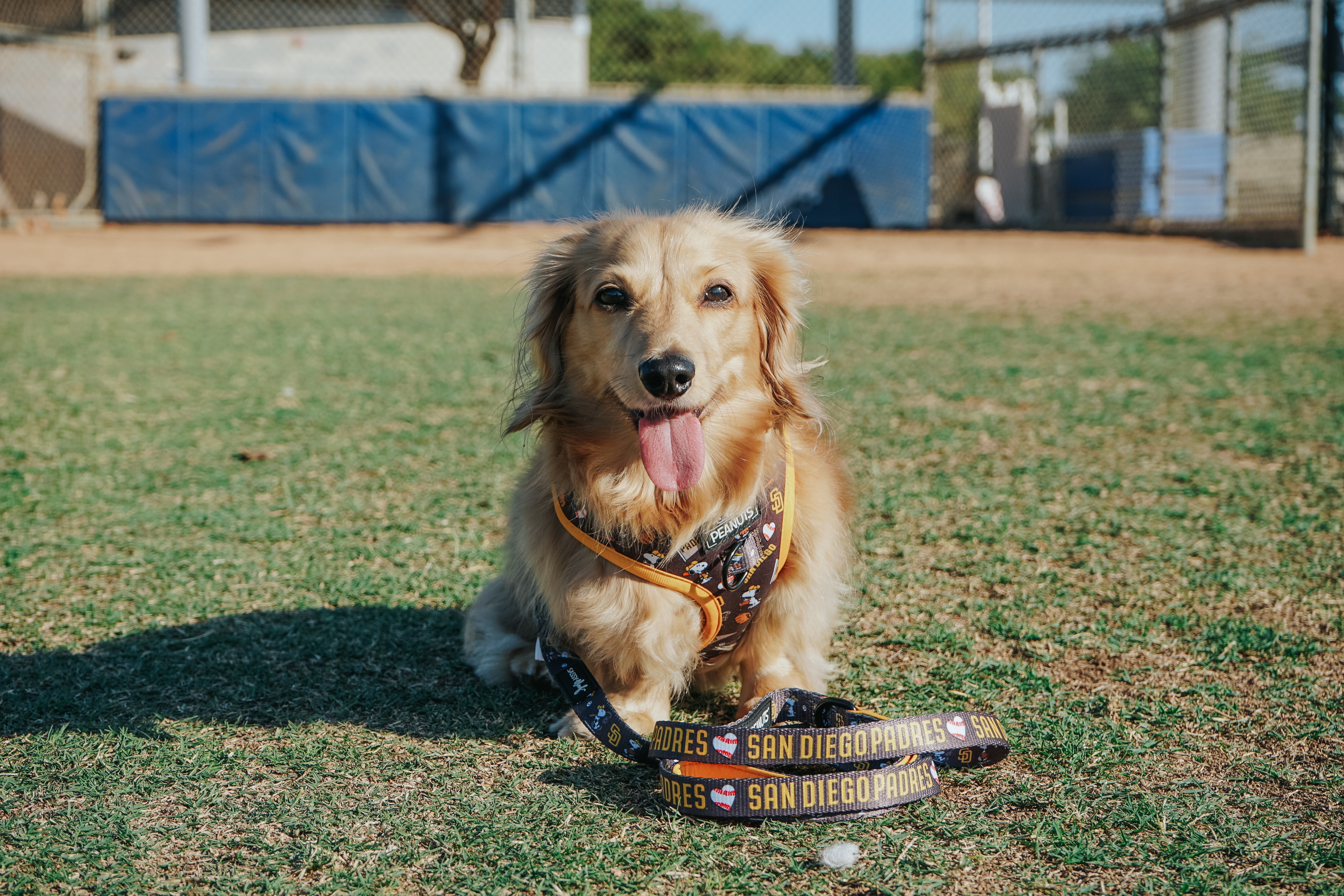 Dog Leash - MLB™ x Peanuts™ San Diego Padres™
