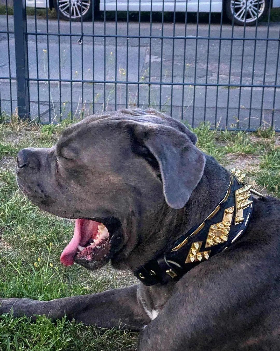 The Midas Collar Gold