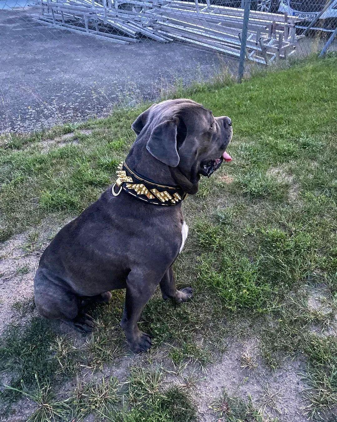 The Midas Collar Gold