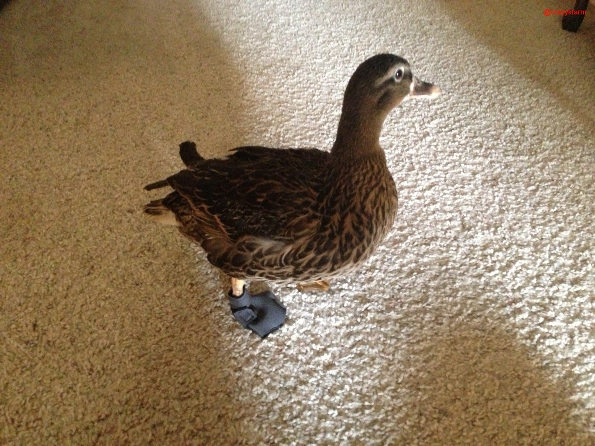 Birdy Bootie (chicken shoes, chicken booties, duck booties and goose shoes)
