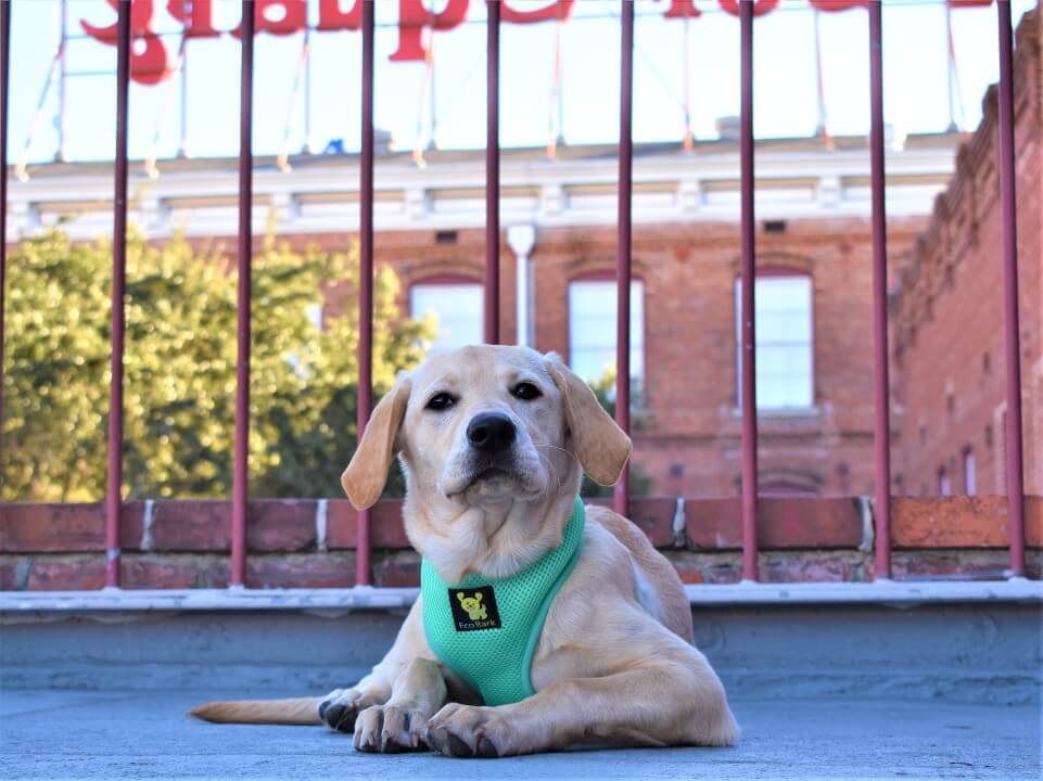 EcoBark Mint Turquoise Dog Harness - Over-the-Head Soft Mesh Vest Halter for Small to Medium Dogs