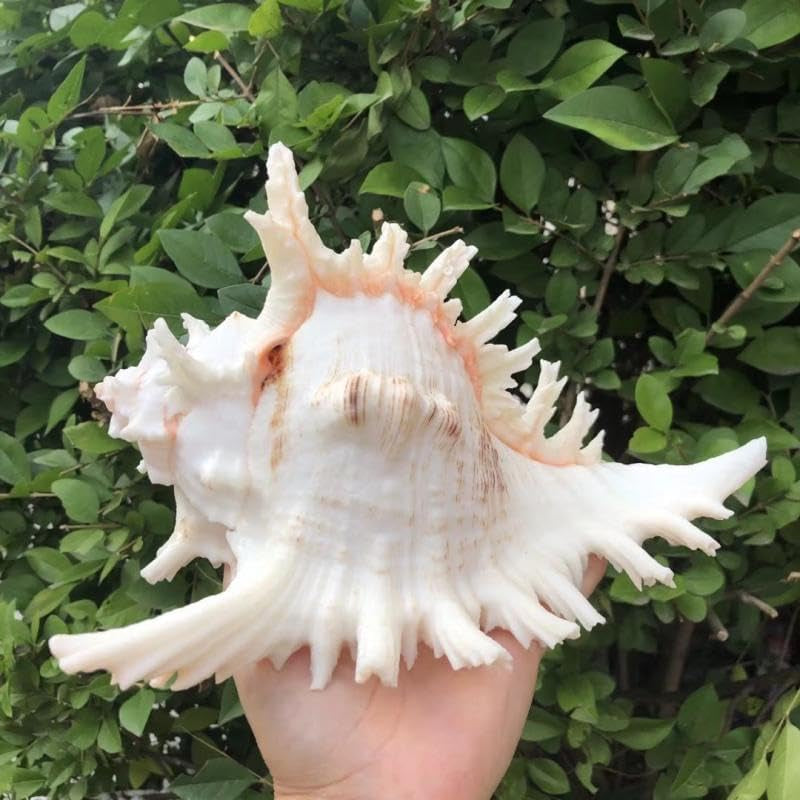 Natural Conch Shell Aquarium Decor Large Fish Tank Hideout