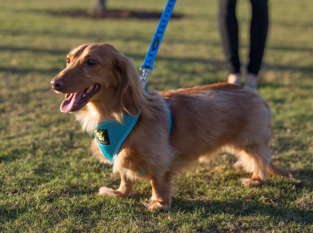 EcoBark Sky Blue Dog Leash- Padded Comfort Grip Padded Leash Dog Pattern - 4 Foot, 5 Foot, 6 Foot Leash for Small and Medium Dogs