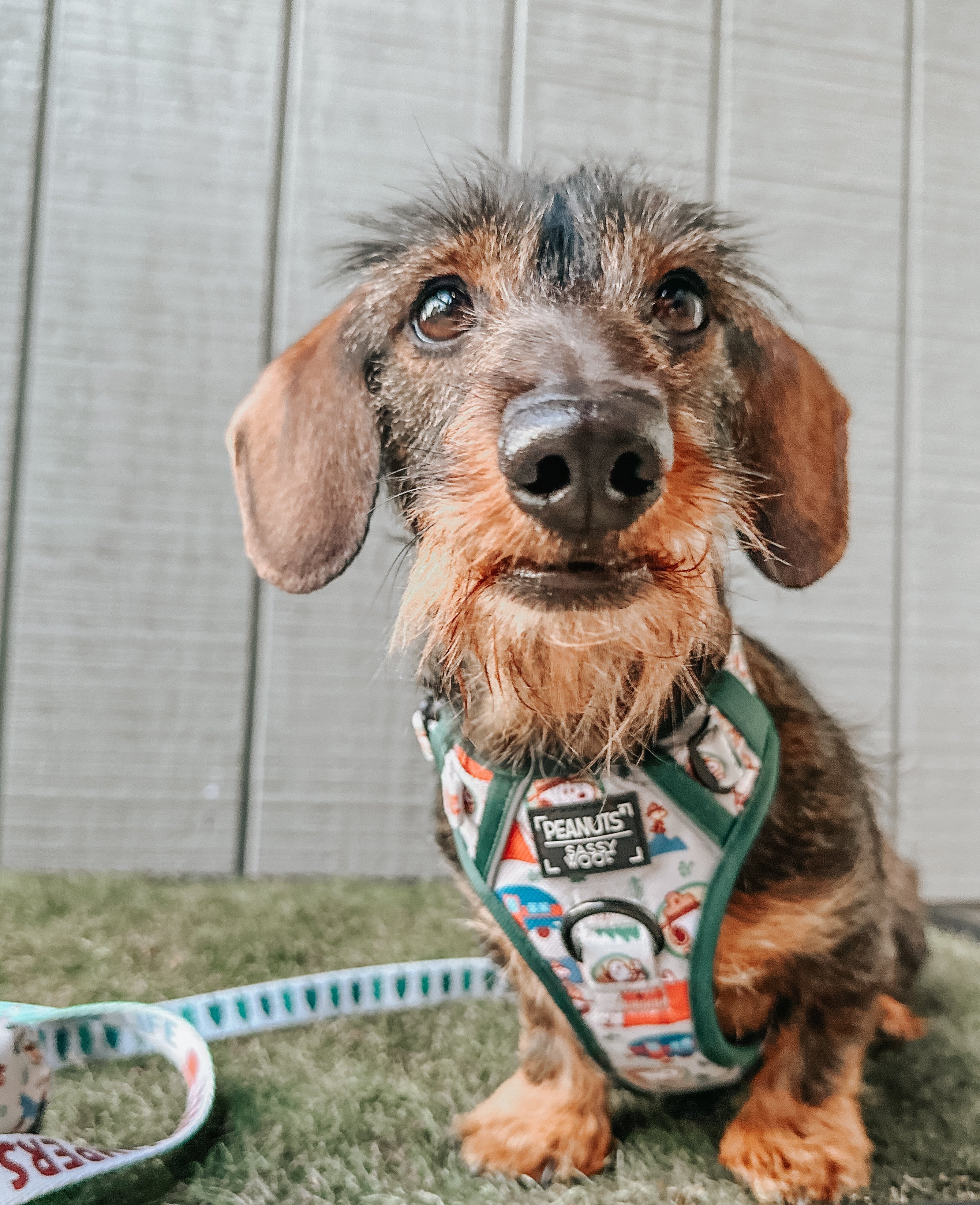 Dog Leash - Peanuts™ Beagle Scouts