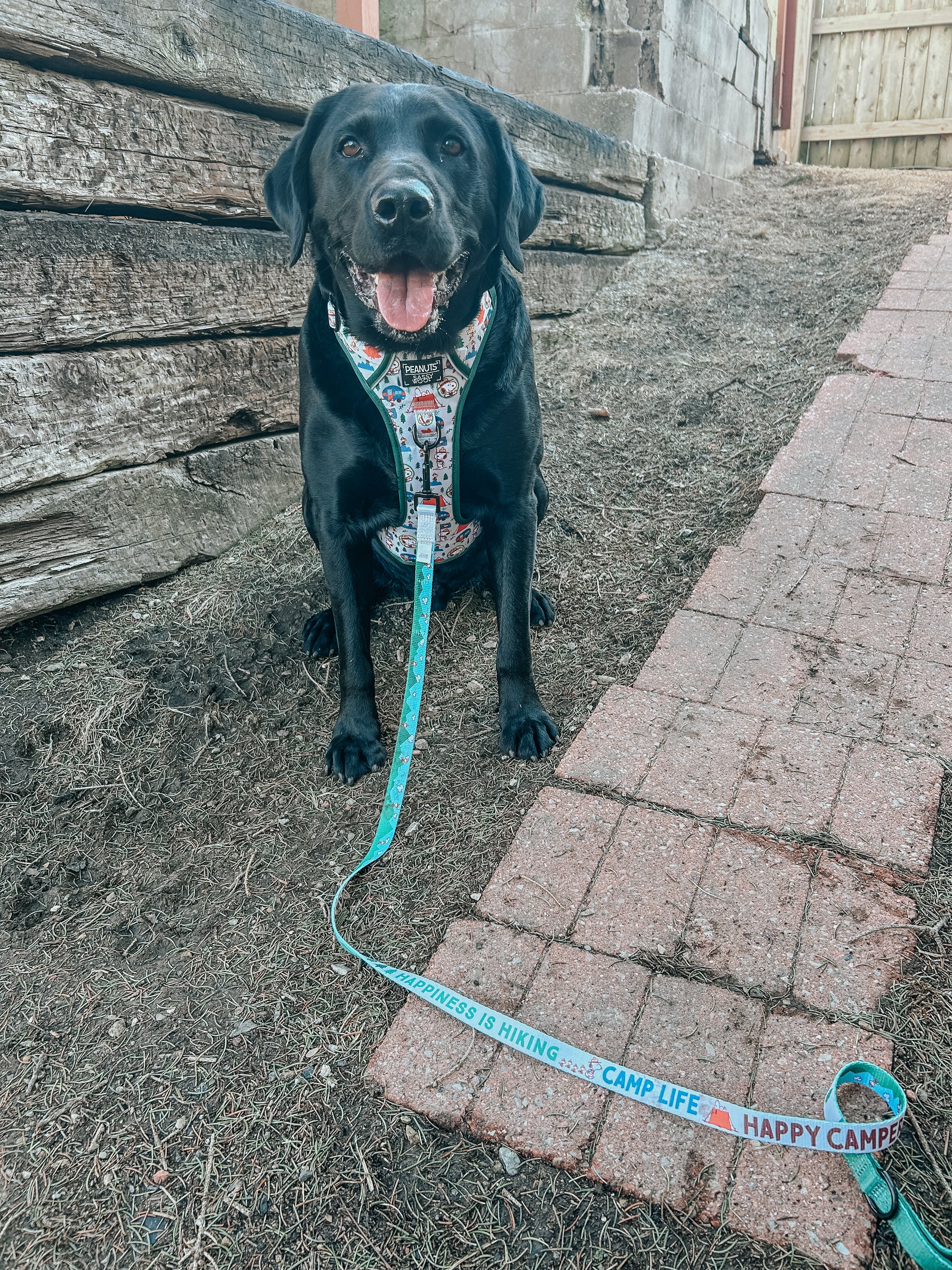 Dog Leash - Peanuts™ Beagle Scouts