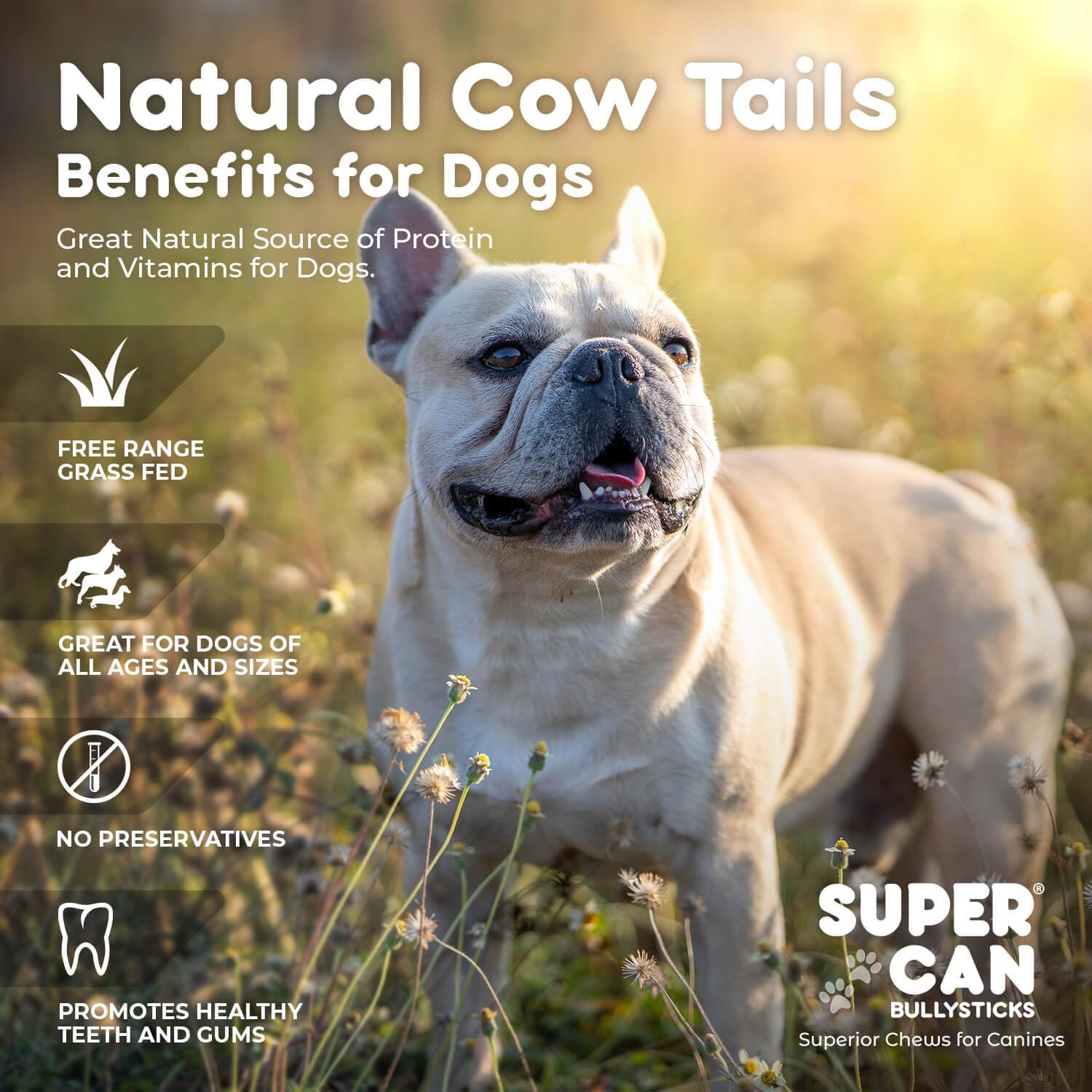 6" Cow Tails for Dogs (50 pcs)