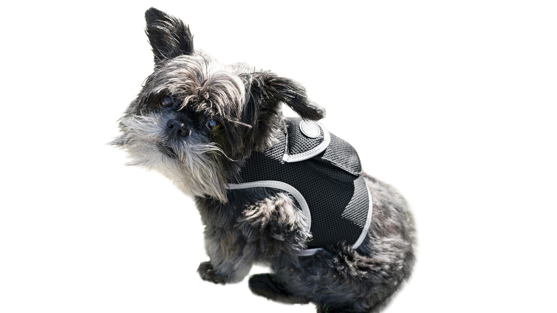 Universal Best Dog Tracking Device Waterproof with Durable Buckle Clip Size:M