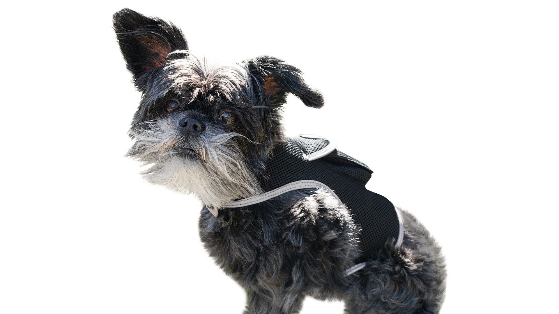 Rechargeable Pet Locator + Realtime Wireless App GPS Tracking for Dogs Size:S