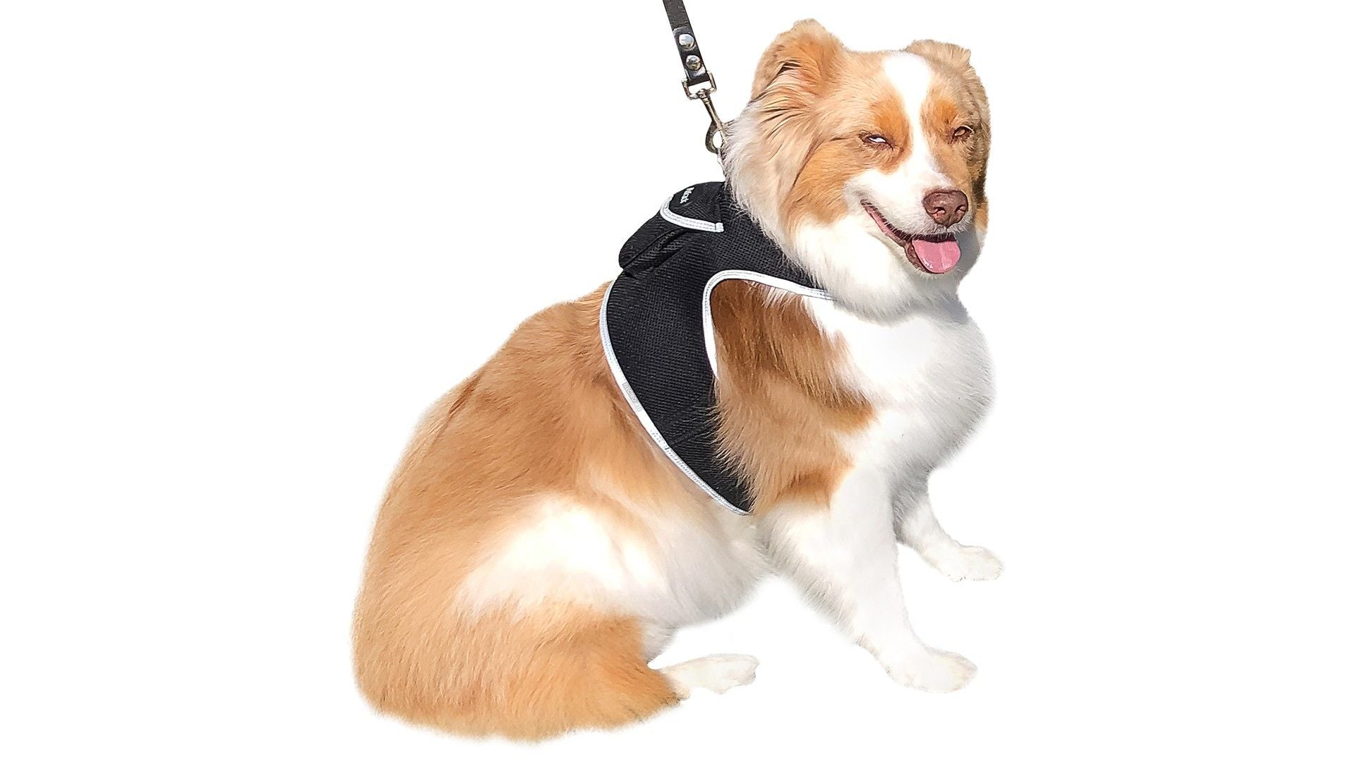 Waterproof Small Dog GPS Tracker Rechargeable Wireless Tracking Tools Size:L