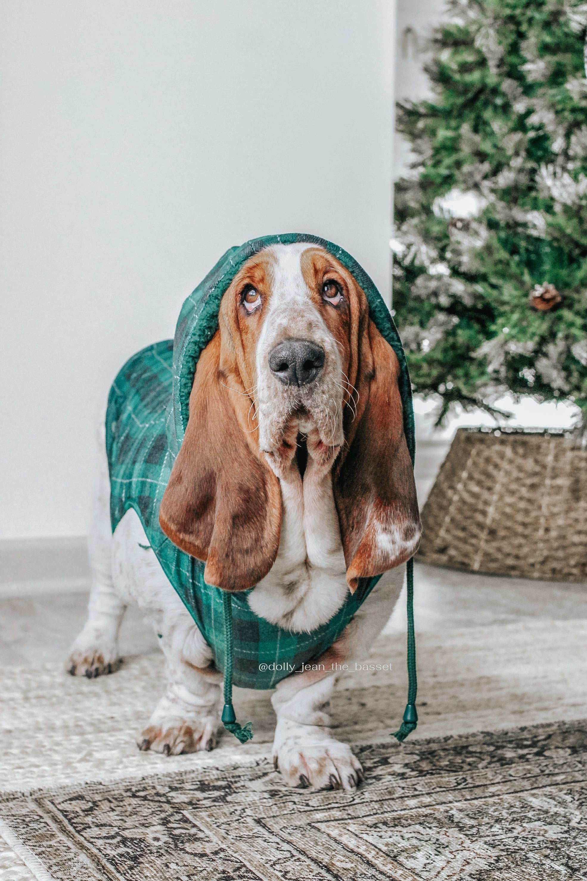Dog Reversible Sherpa Jacket - Barks of Holly