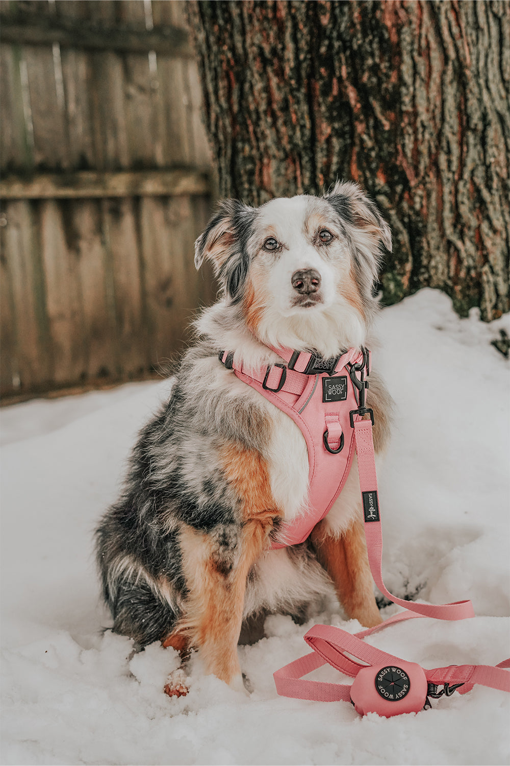Dog Leash - Dusty Rose