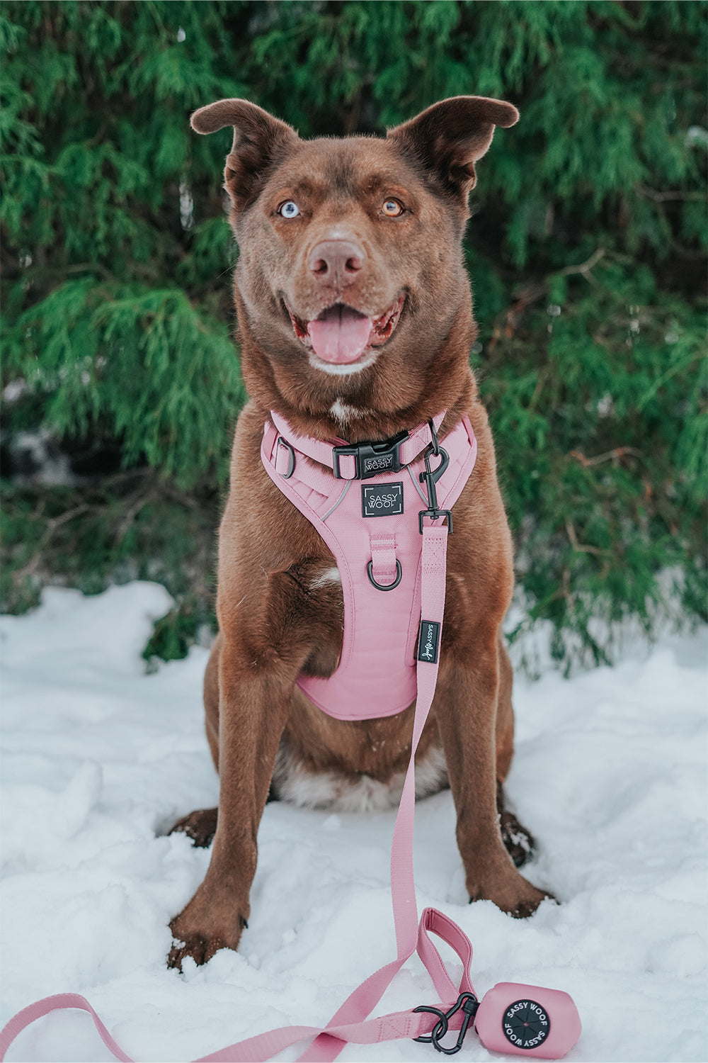 Dog Leash - Dusty Rose