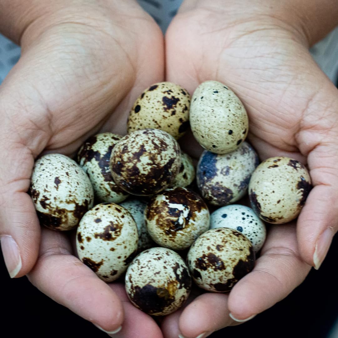 36 Quail Eggs for Hatching - Fertile Coturnix Selection Hens Choice, AI & NPIP Certified, Sustainably Sourced from Family-Run Farms, Farm Fresh Delivery with Minimal Breakage