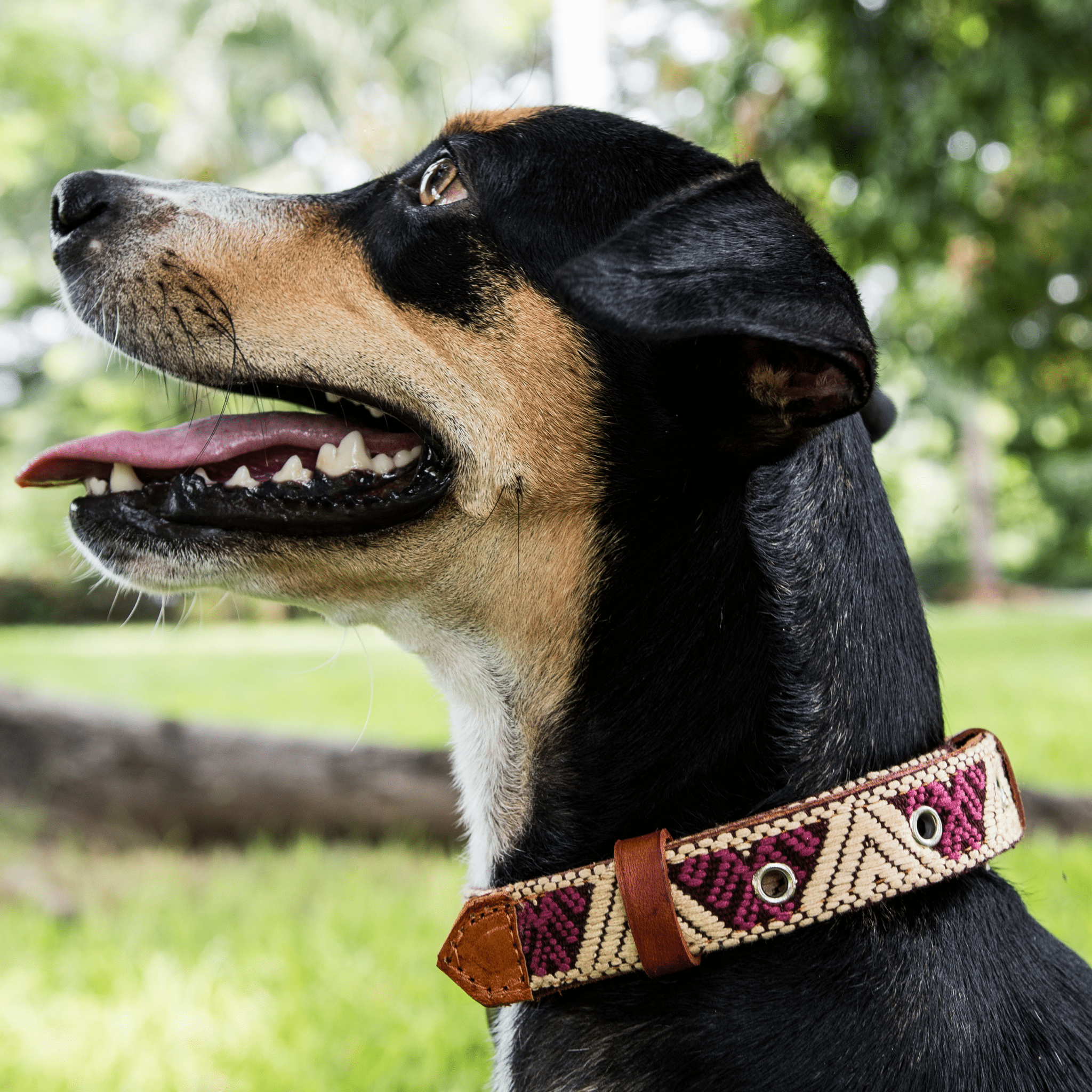 Handmade Leather Dog Collar — Aztec Embroidered | Baja White
