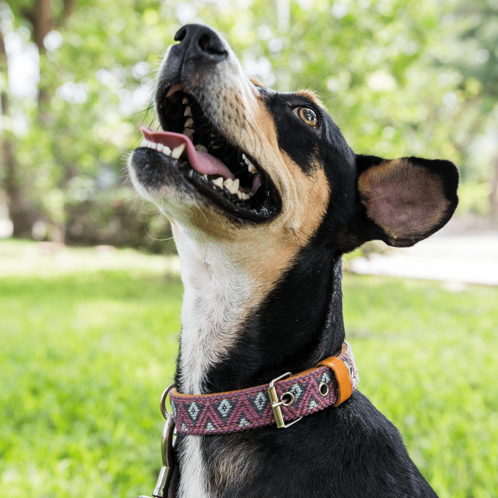 Handmade Leather Dog Collar — Aztec Embroidered | Camelot