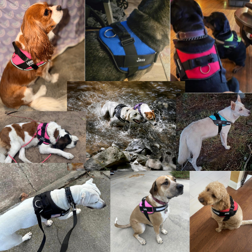 Easy Pull-Over Dog Harness