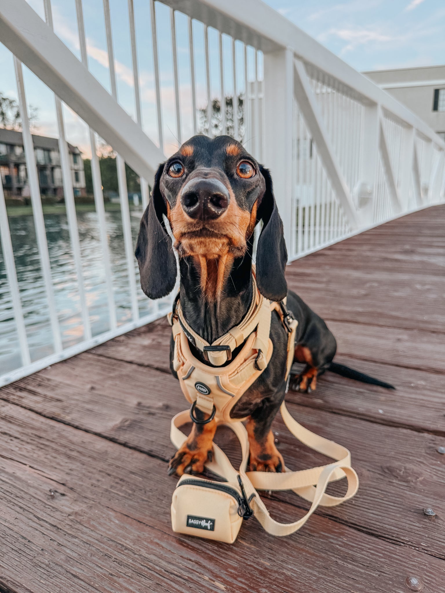 Dog Leash - Daffodil