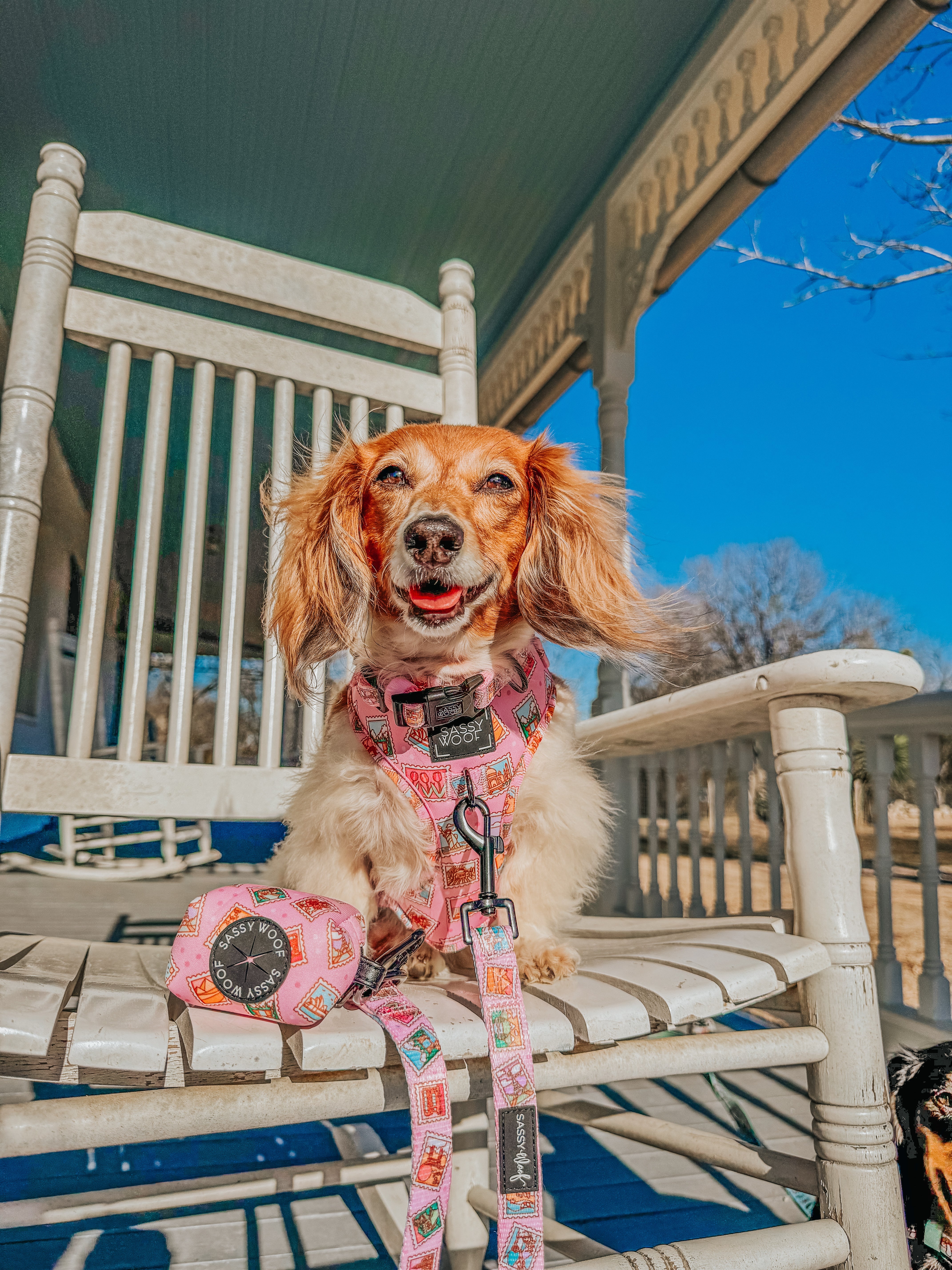 Dog Leash - Out of Office