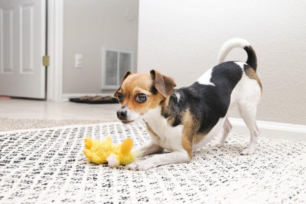 Kong Duckie Dog Toy, Extra Small, Yellow