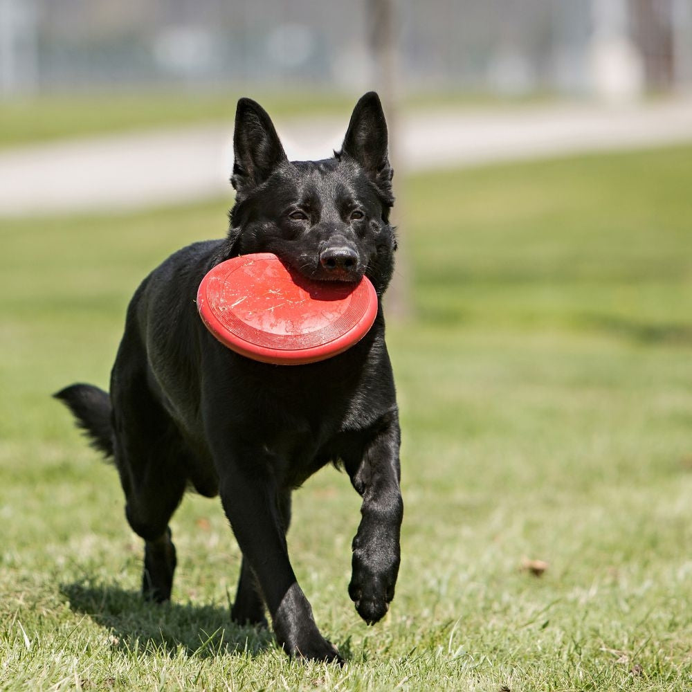 Kong Flyer Disc Soft And Flexible Rubber Dog Toy