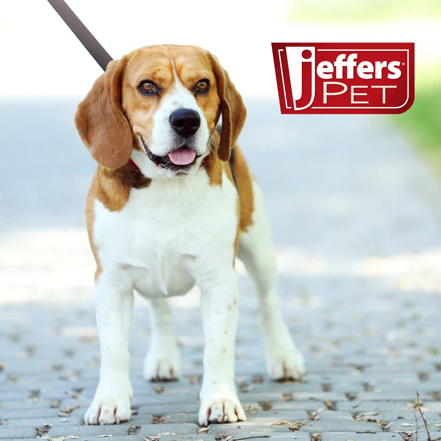 Jeffers Flat Leather Dog Leash with Hand Strap Handle, 6 Feet Long