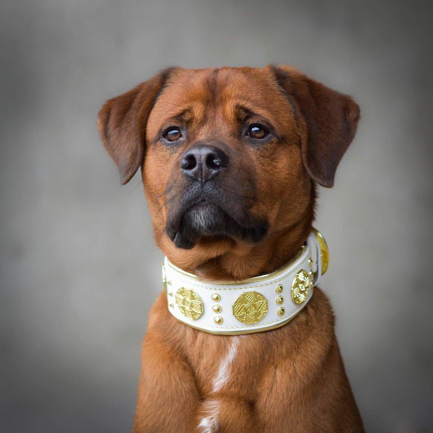 The Maximus collar 2.5 inch wide white & gold