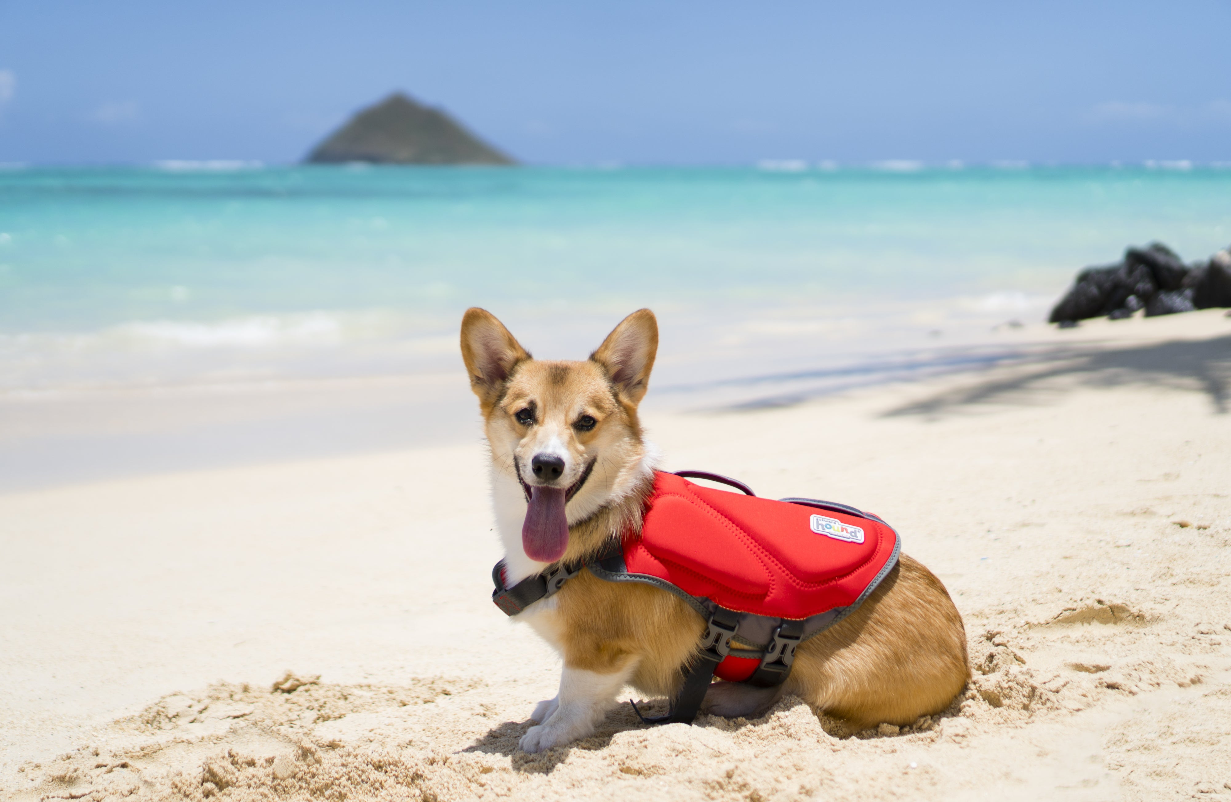 Outward Hound Dawson Swim Dog Life Jacket, Medium, Red, 50% Neoprene, Chest Girth 21"-27", Model 22093