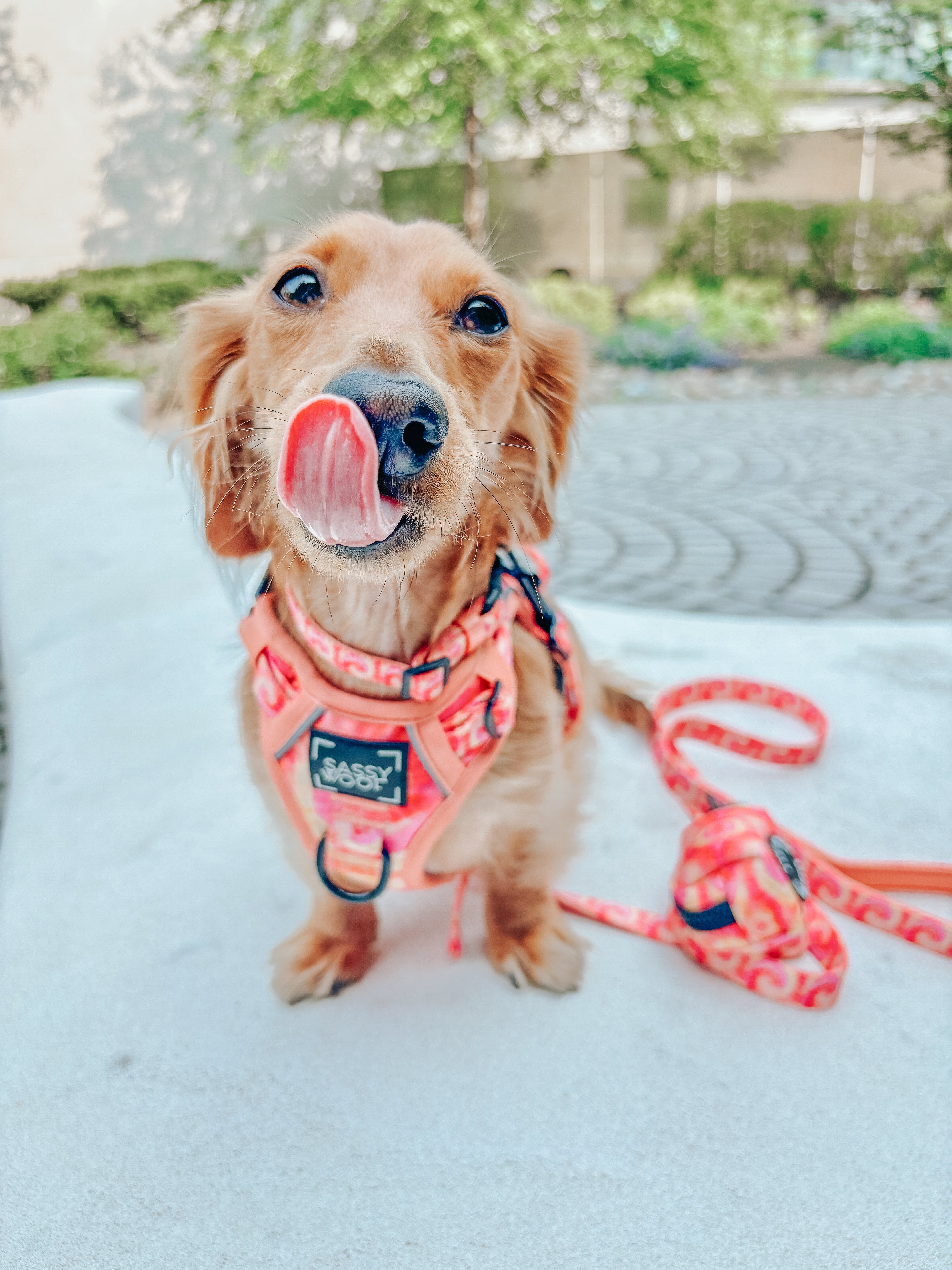 Dog Leash - Summer Sorbet