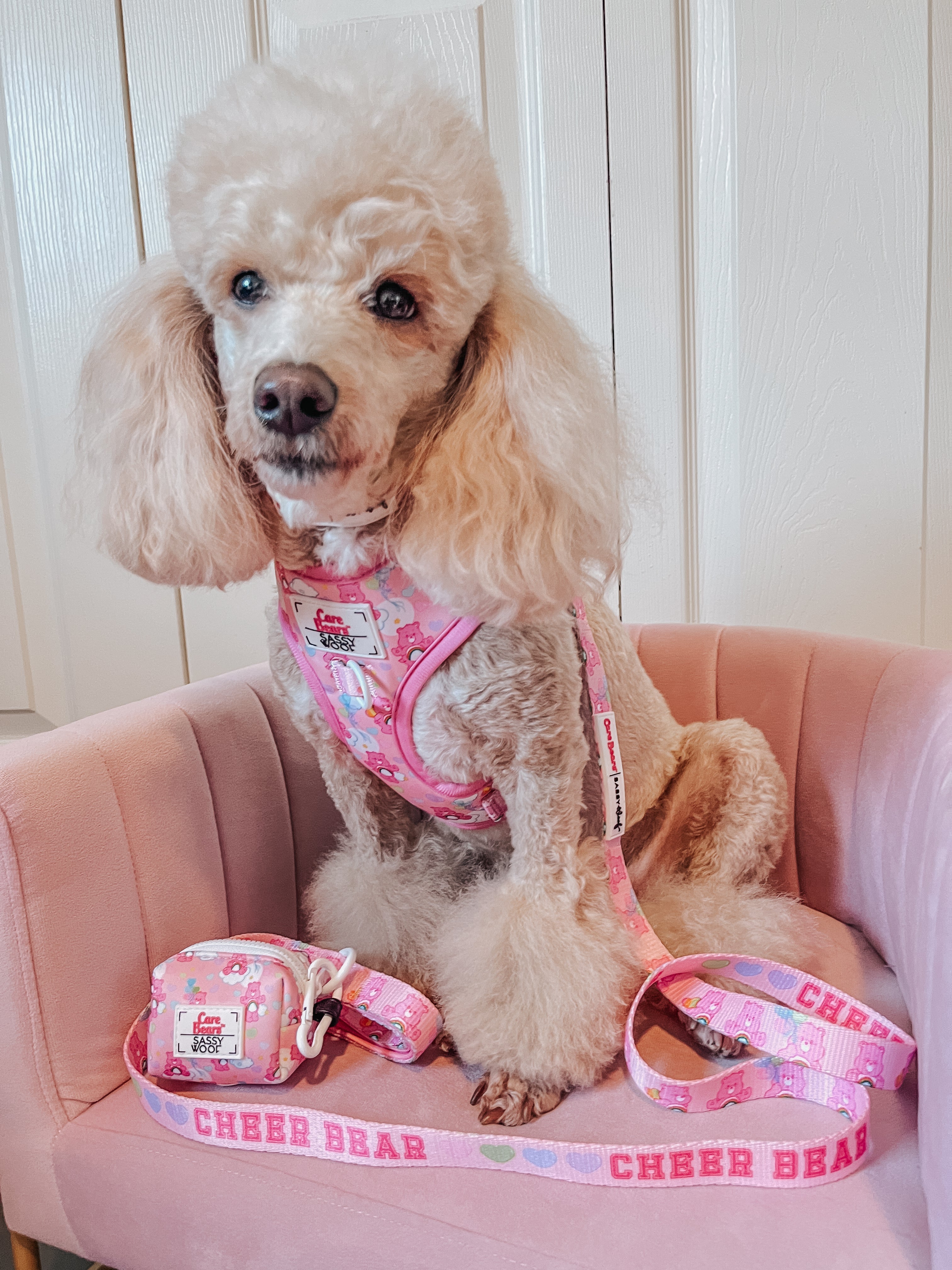 Dog Leash - Care Bears™ Cheer Bear